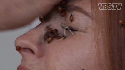 Ladybugs