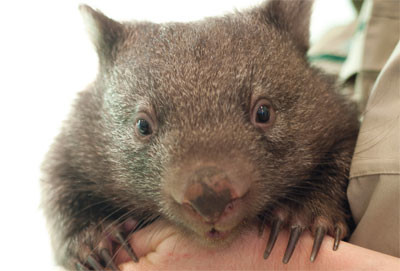 Baby Wombat Orphans