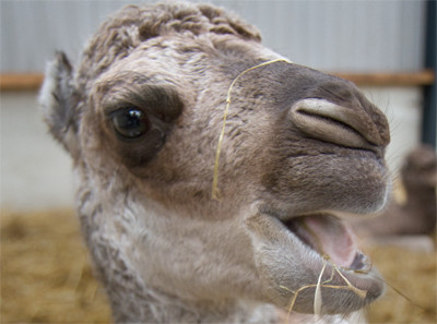 Baby Camels