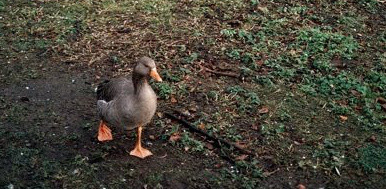 Animalele îi tot sabotează fotografiile lui Henry Gorse