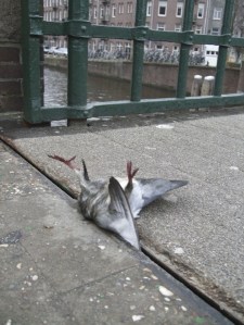 Foto van een dode duif tussen een brug