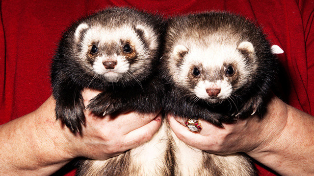 Full Nelson Ferretry: Inside the 2014 Ferret Fandango