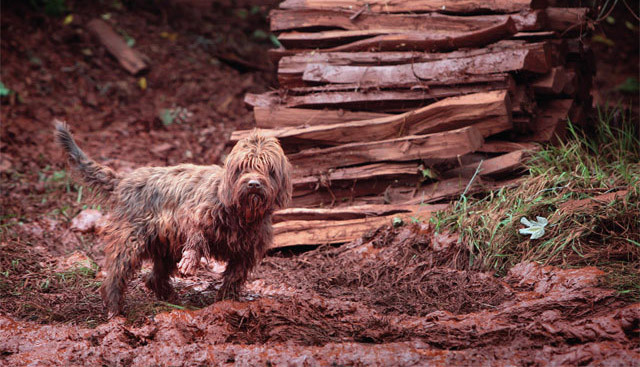 How Toldi Tamás Saved His Town from Environmental Catastrophe