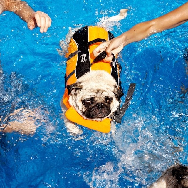 I Attended a Pug Pool Party in Staten Island