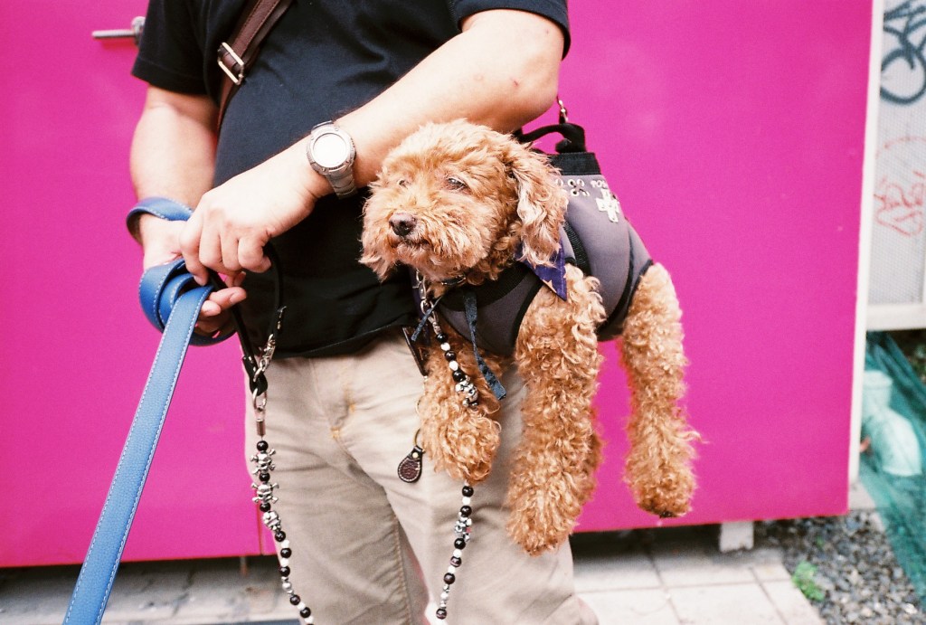 The Pets of Japan