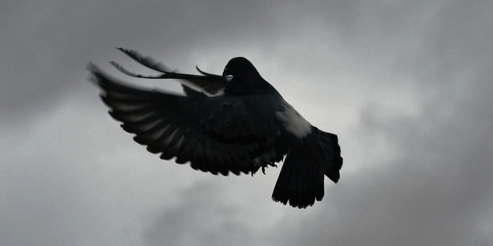 The Beauty of Cuban Pigeon Racing