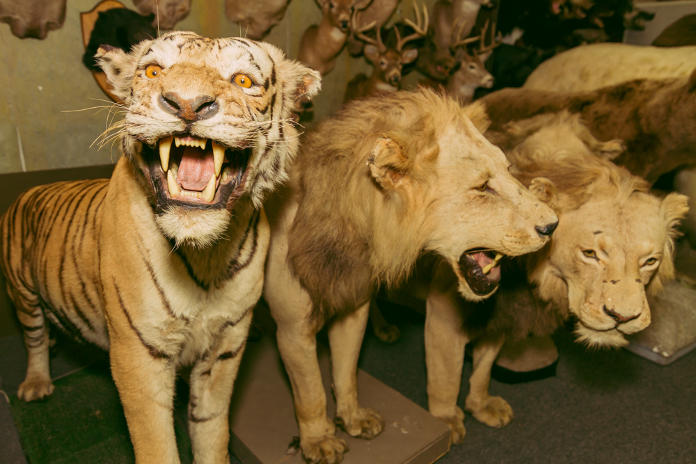 The Ferocious Dead Animals Inside Hollywood’s Favorite Taxidermy Shop