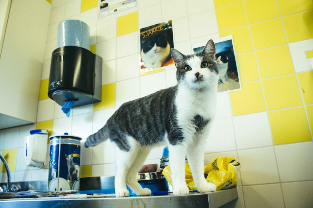 Een middagje speeddaten met katten en mensen