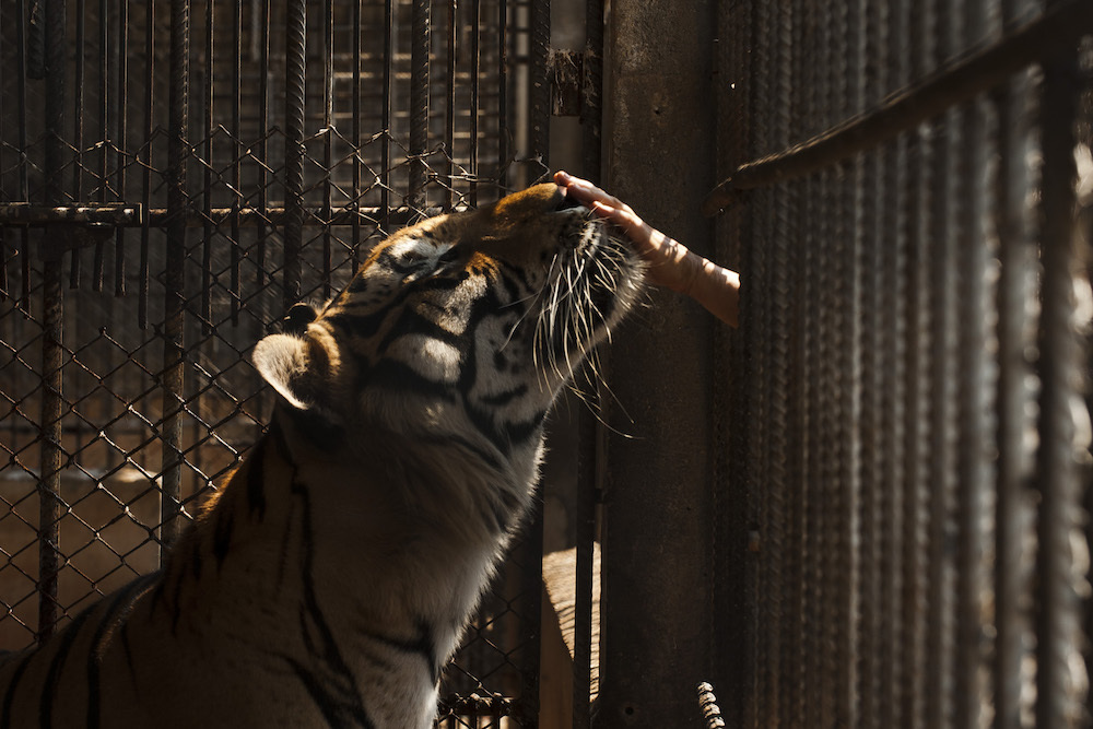 The Story of the Thai Tiger Sanctuary Busted With a Freezer Full of Dead Tigers