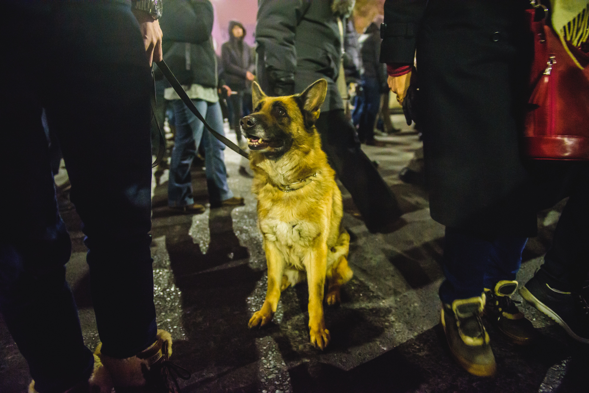 Câine la protest zambet