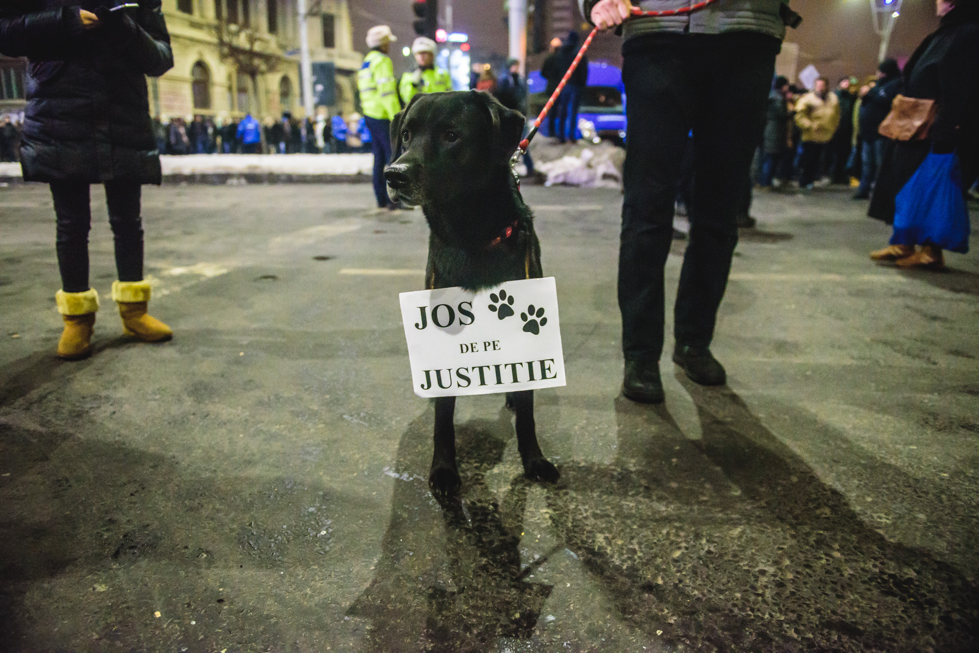 Câine la protest serios