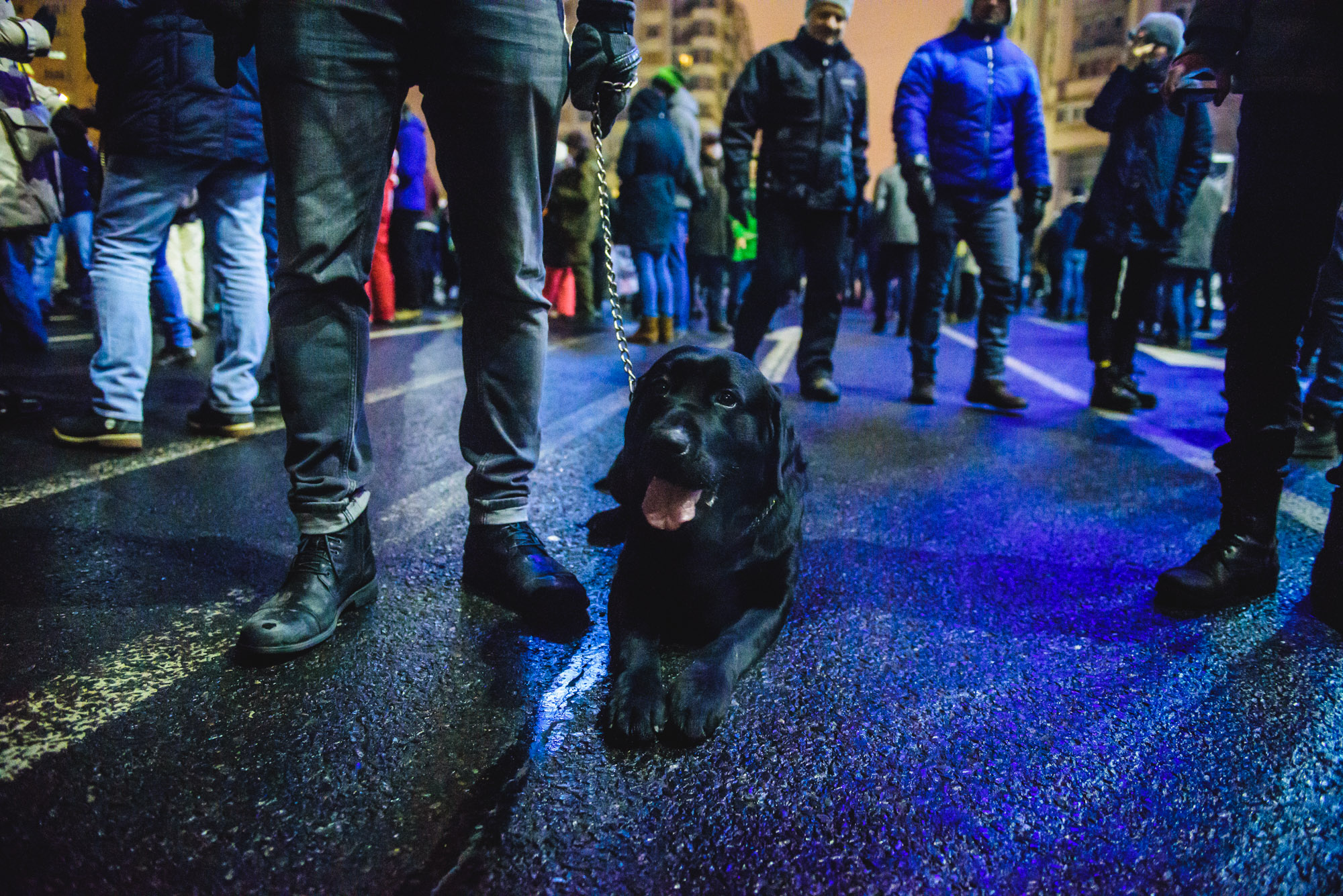 Câine la protest negru