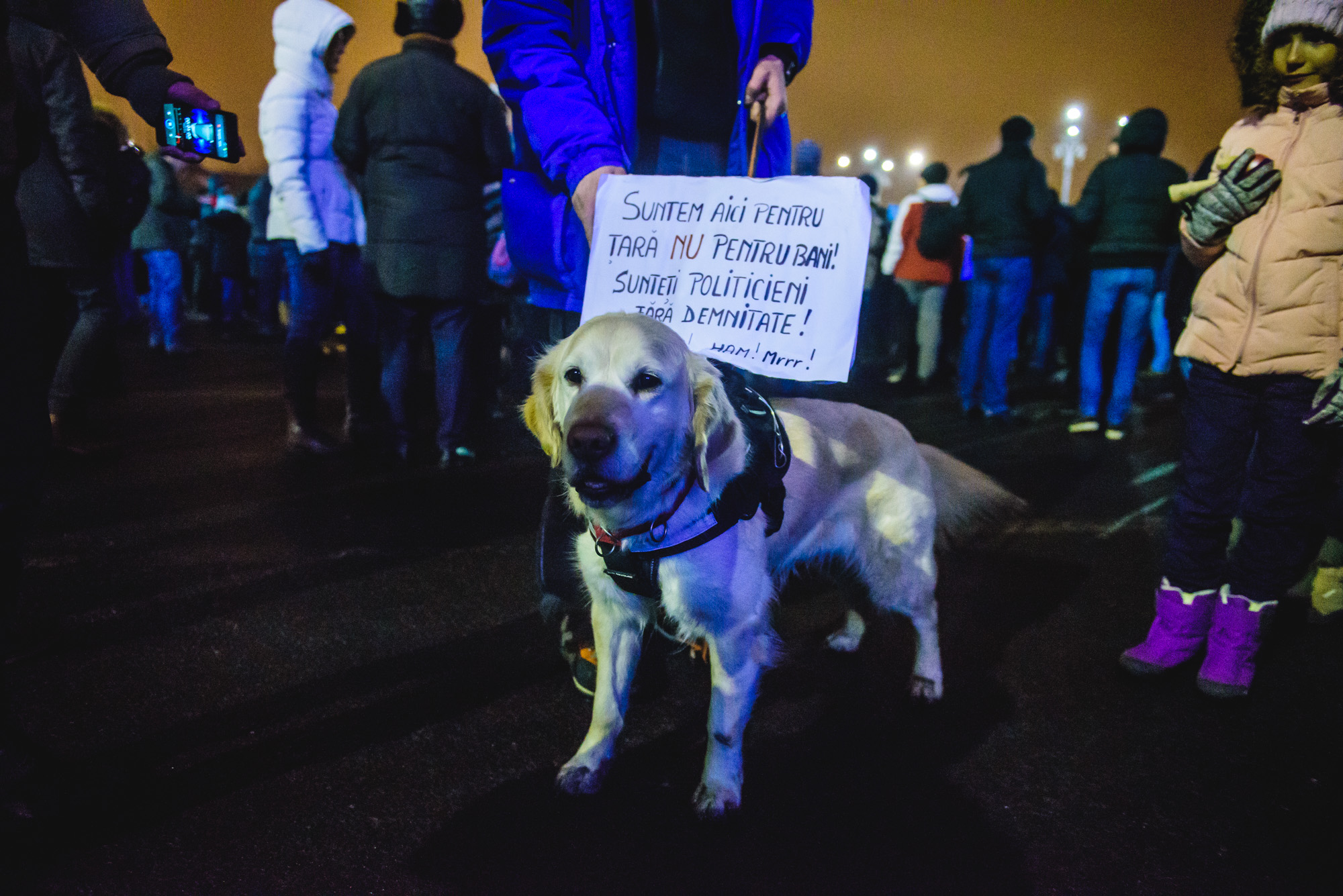 Câine la protest alb