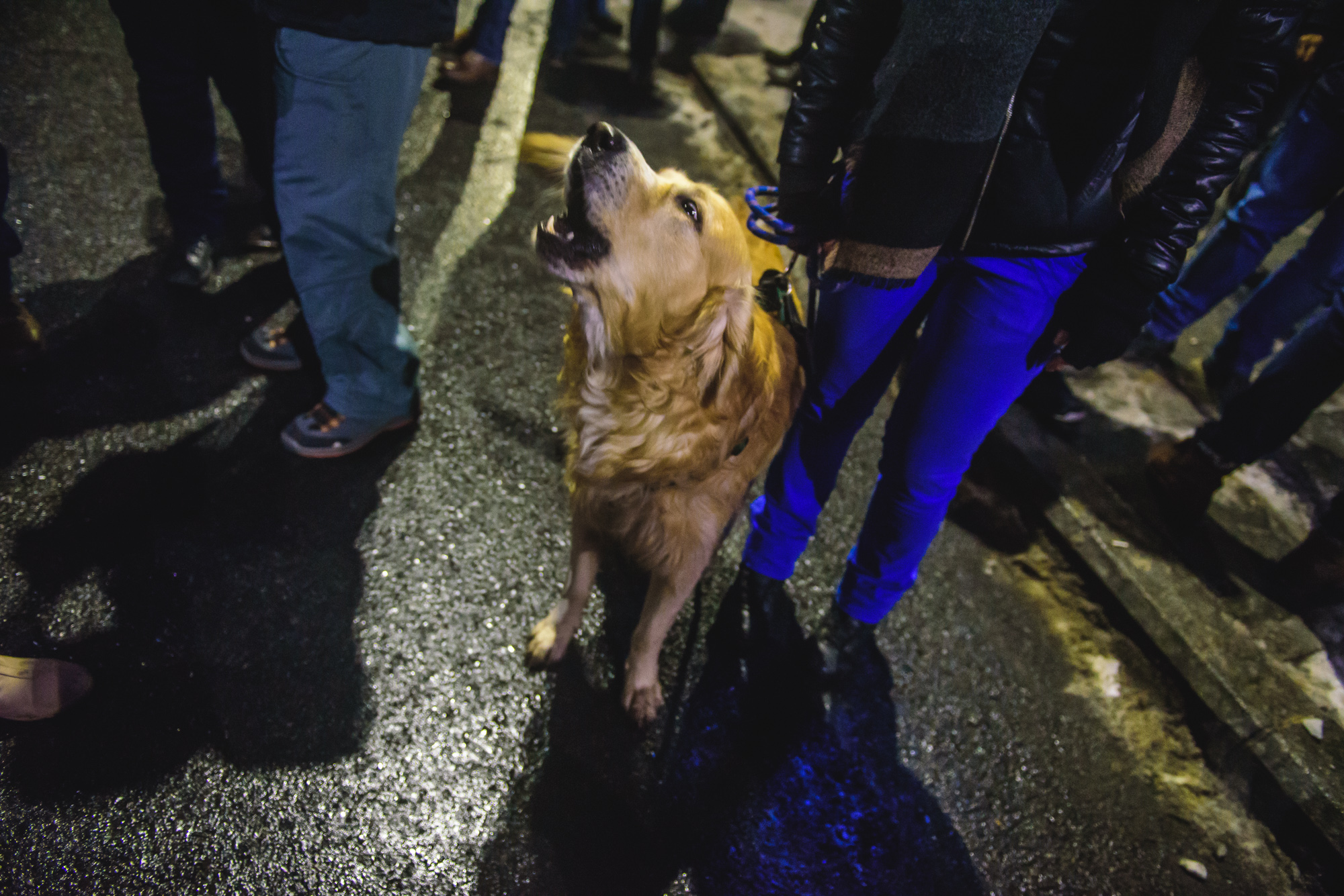 Câine la protest vocal