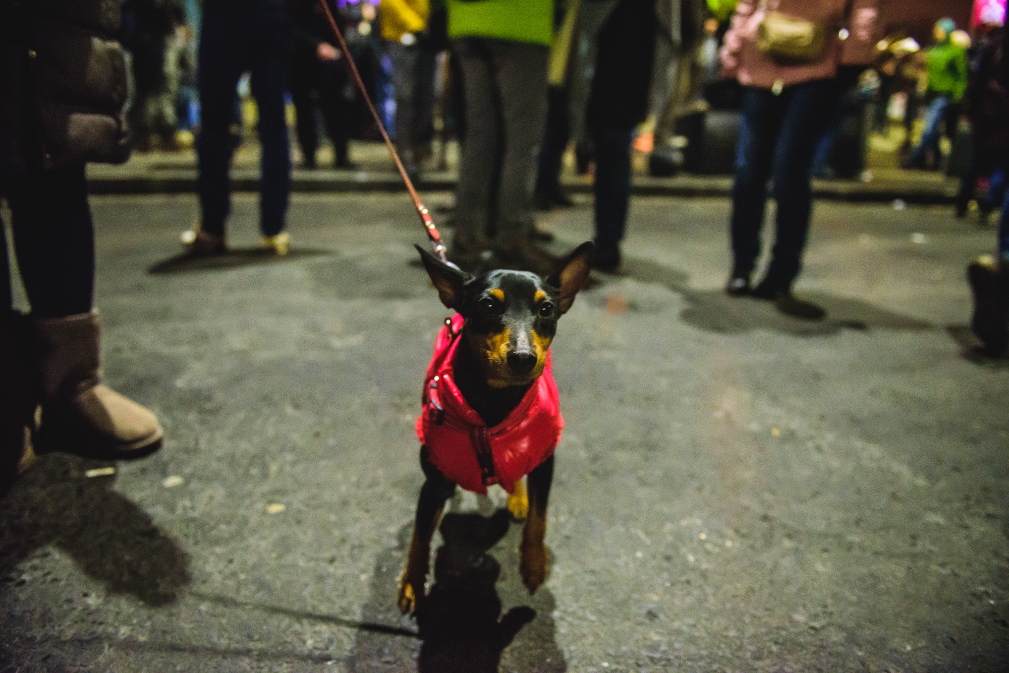 Câine infiltrat la protest.