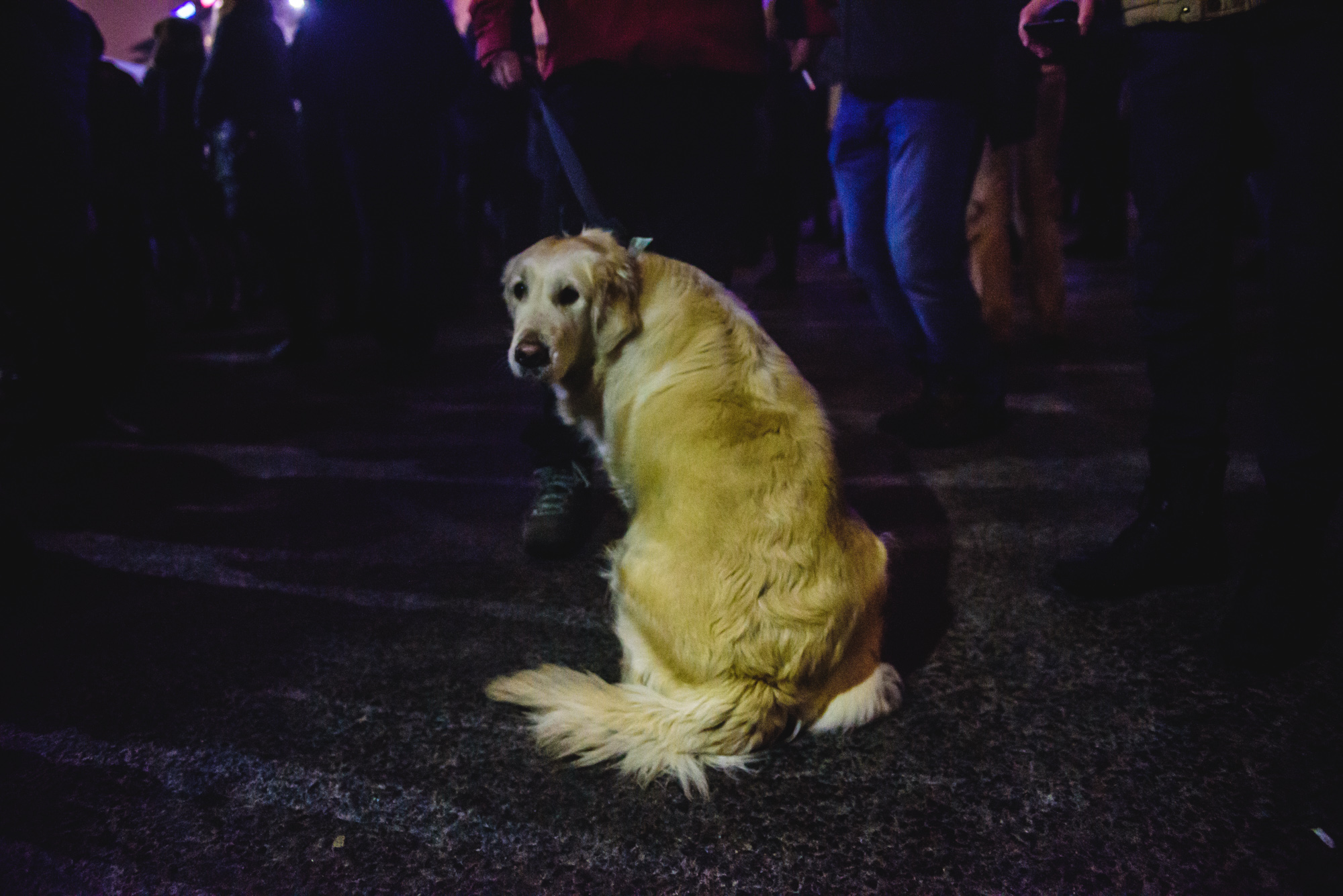 Câine care-ti intoarce spatele la protest