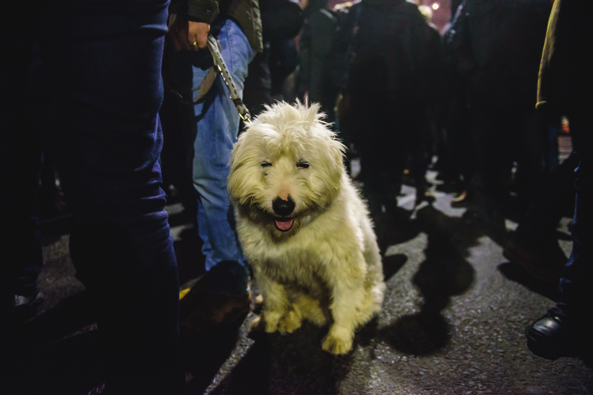 Câine beat la proteste.