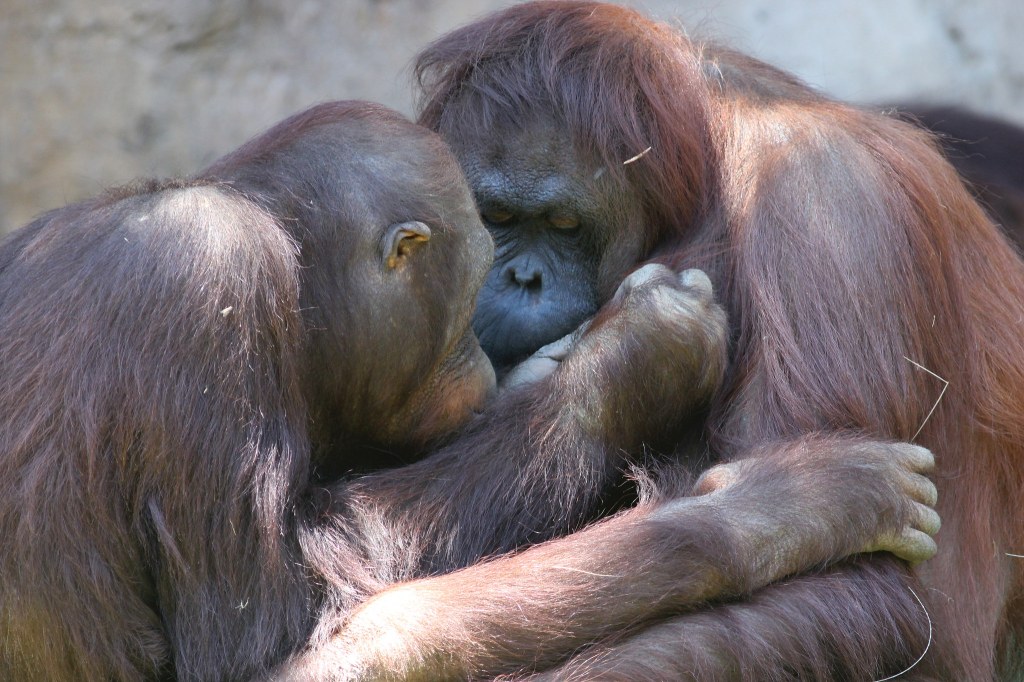 Tinder for Orangutans Lets Female Apes Choose Who They Have Sex With