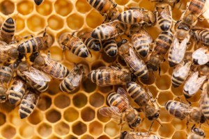 Bees populating a honecomb