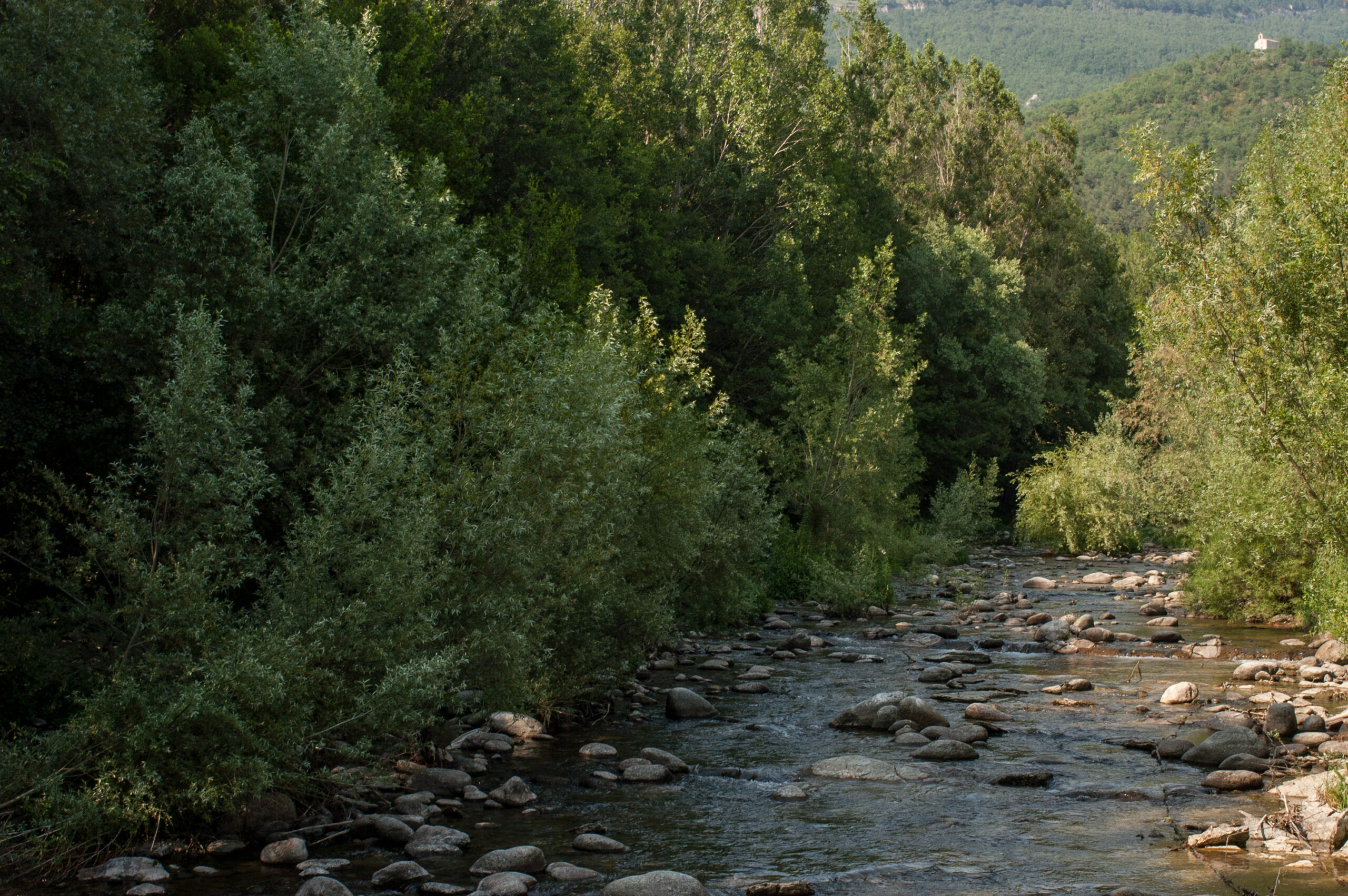 Bosque de Campdevanol, Cataluña