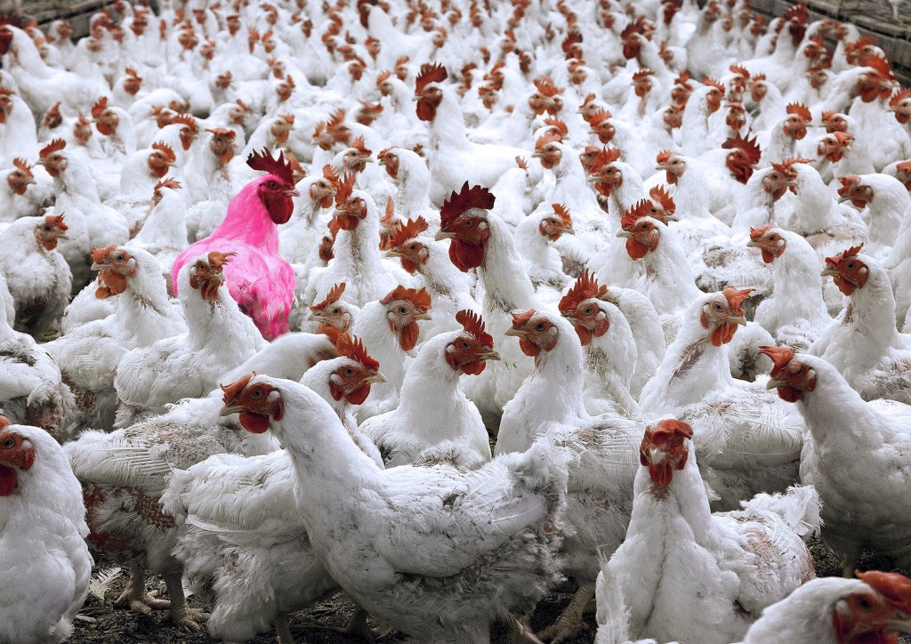 These People Want to Genetically Engineer Pink Chickens