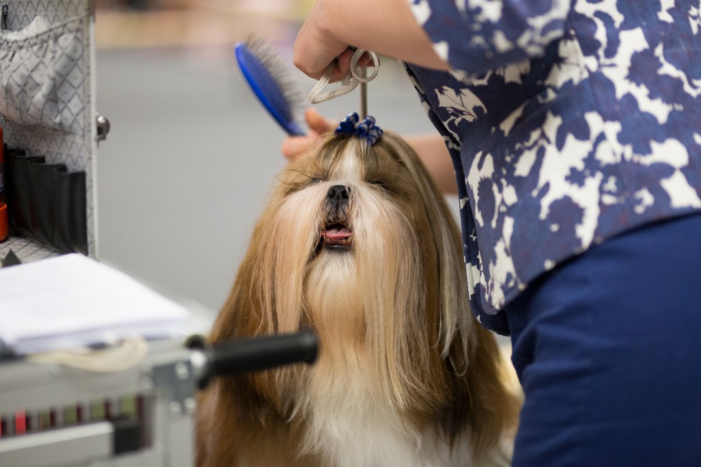 We vroegen baasjes op een hondenshow in Oss hoeveel geld ze uitgeven aan hun hond