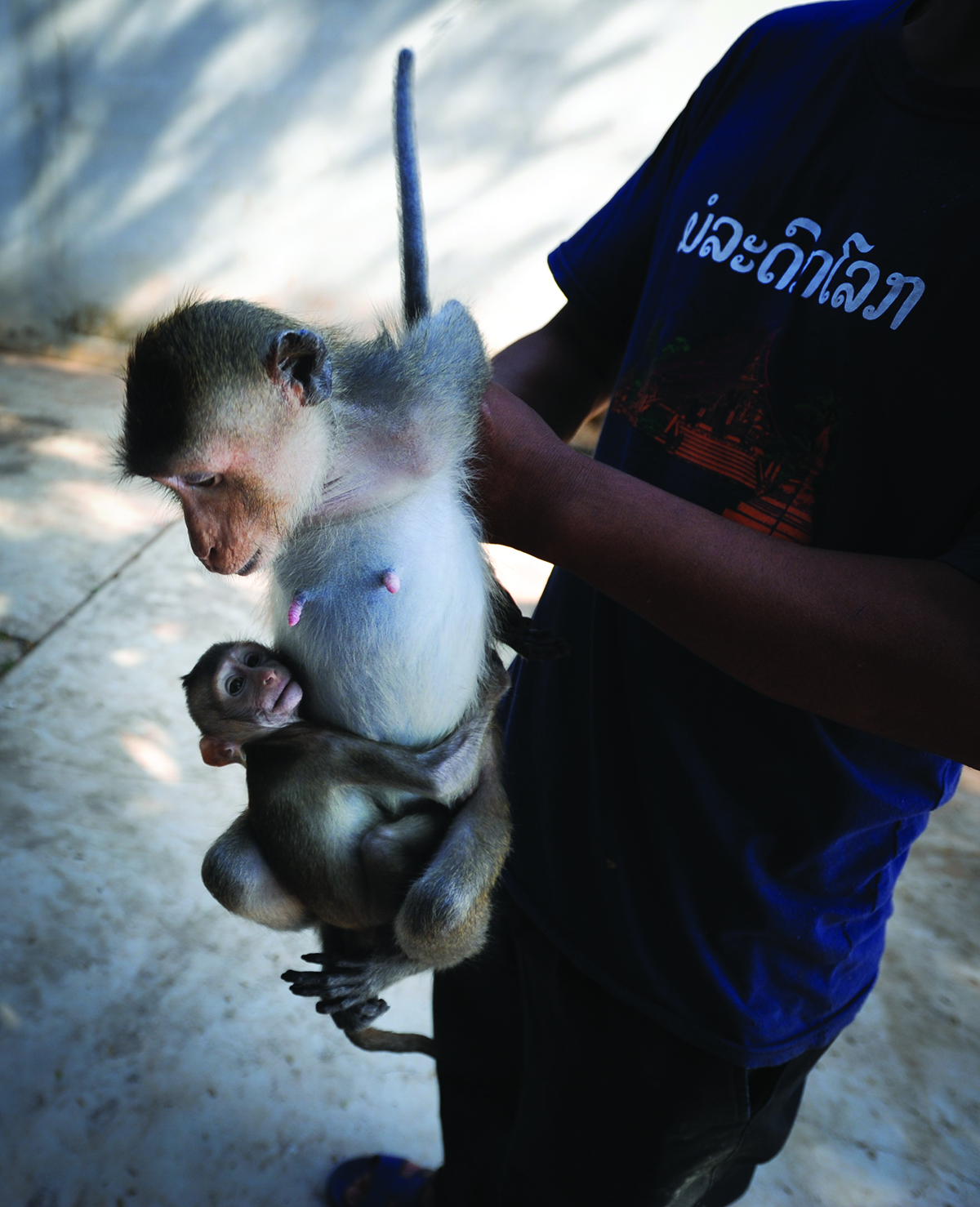 maltrato animal fotografías jo-anne mcarthur denuncia derechos de los animales igualdad animal we animals