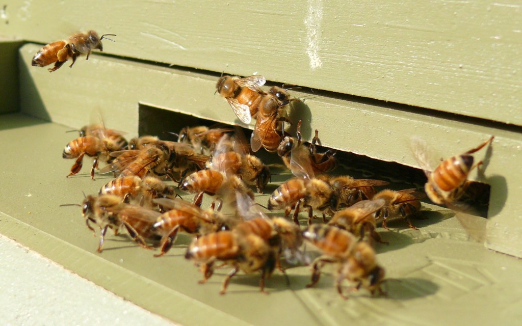 I Visited A CSI Crime Lab, But For Bees