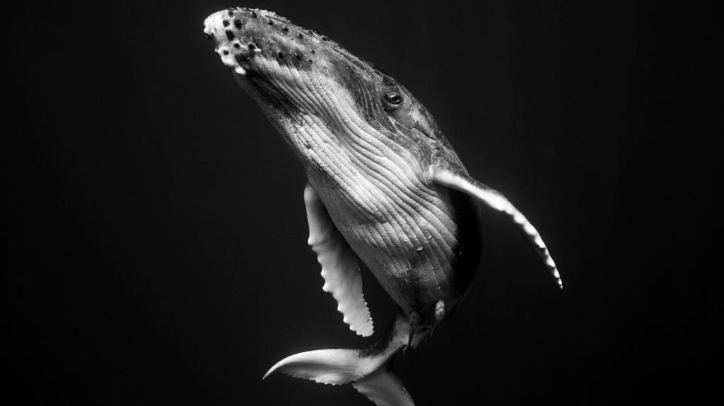 Fotos en blanco y negro de ballenas jorobadas migrando