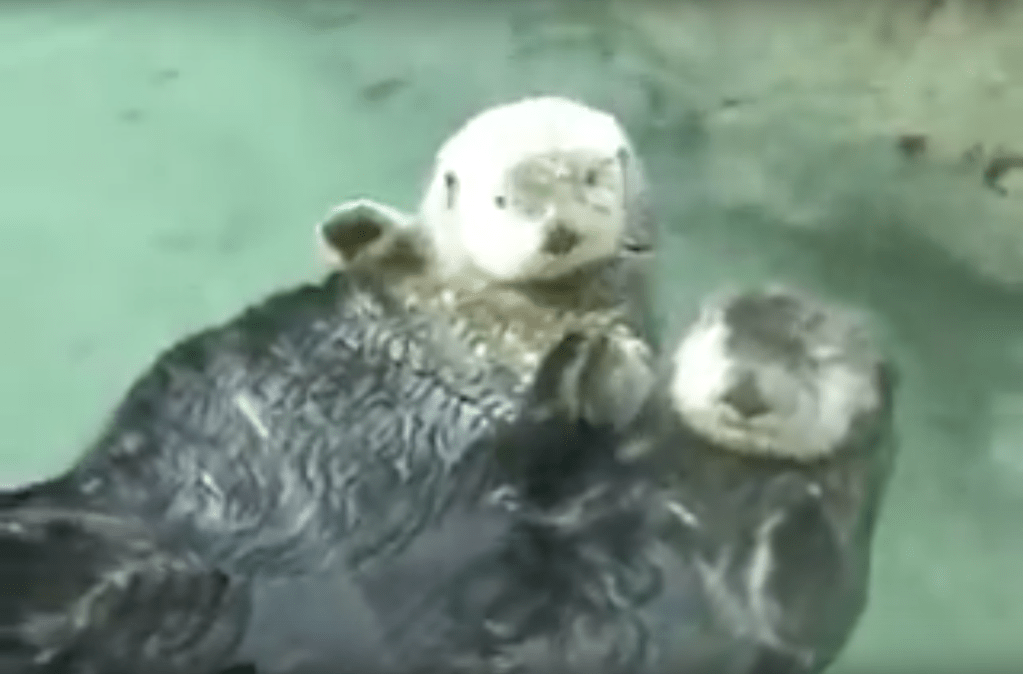 Screenshot aus dem Otter Holding Hands-Video