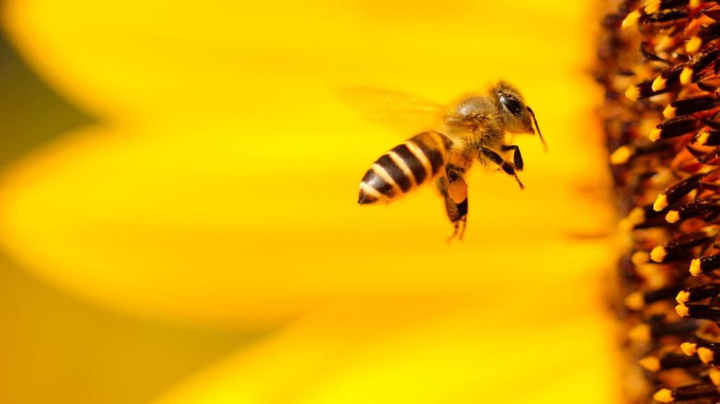 Los pesticidas están acabando con las abejas