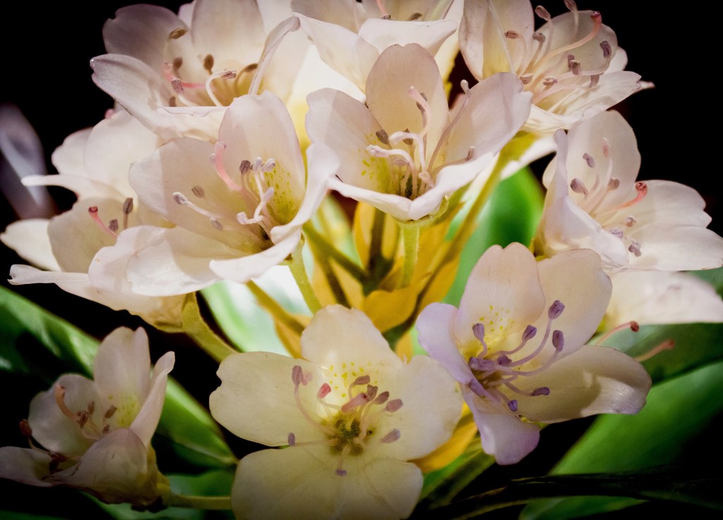 120 Years Later, Harvard’s Garden of Glass Flowers Is Still in Bloom