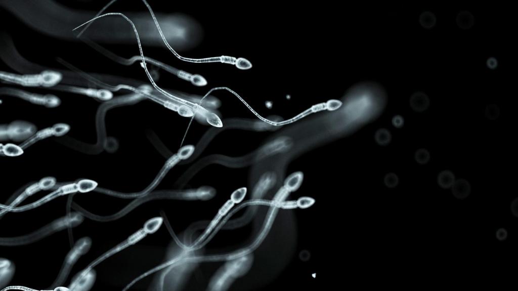 Les Occidentaux ont moitié moins de spermatozoïdes qu’il y a 40 ans