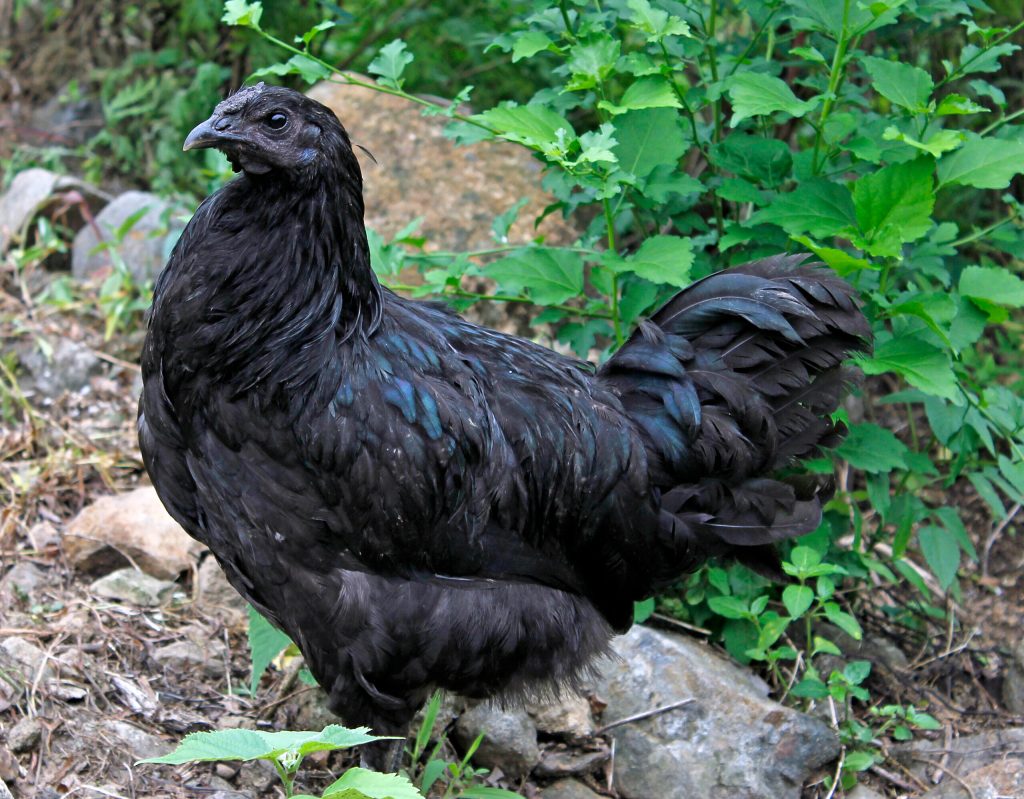 Hoeveel besmette fipronil-eieren moet ik eten om er aan te sterven?