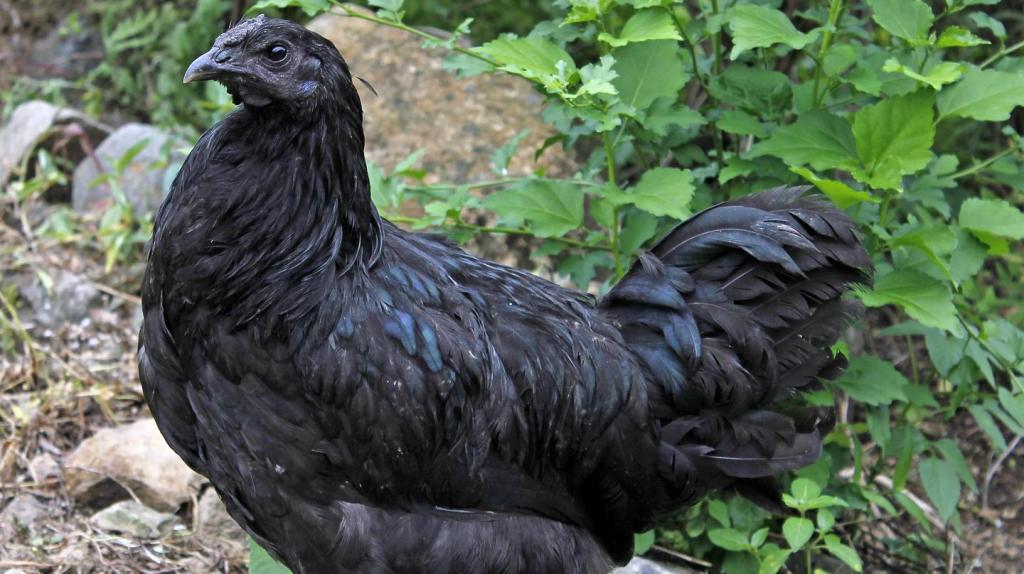 Hoeveel besmette fipronil-eieren moet ik eten om er aan te sterven?