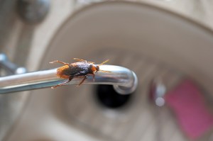 1 Kakkerlak in huis op kraan boven de wasbak