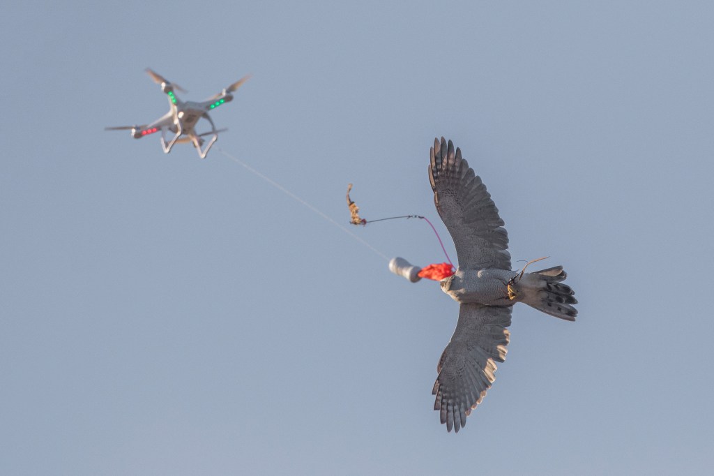 Therapy Drones Are Helping Injured Falcons Fly Again