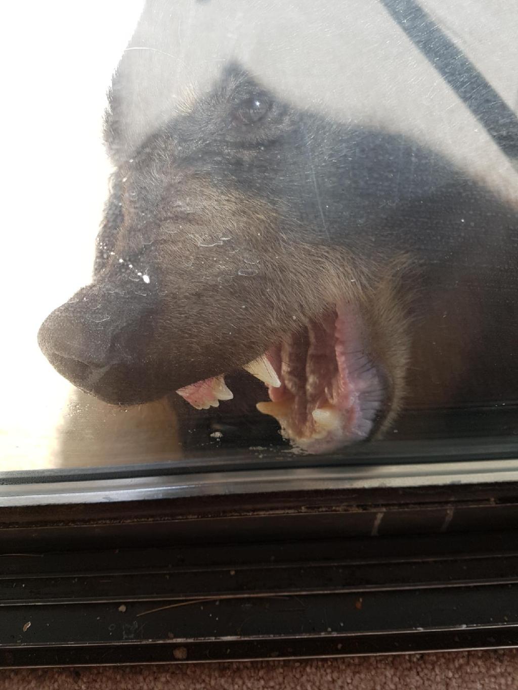 A Guy Punched a Black Bear in the Face When It Tried to Break Into a House