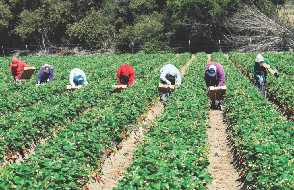 Migrant Workers Are Nervous About BC Government’s Registry Plans