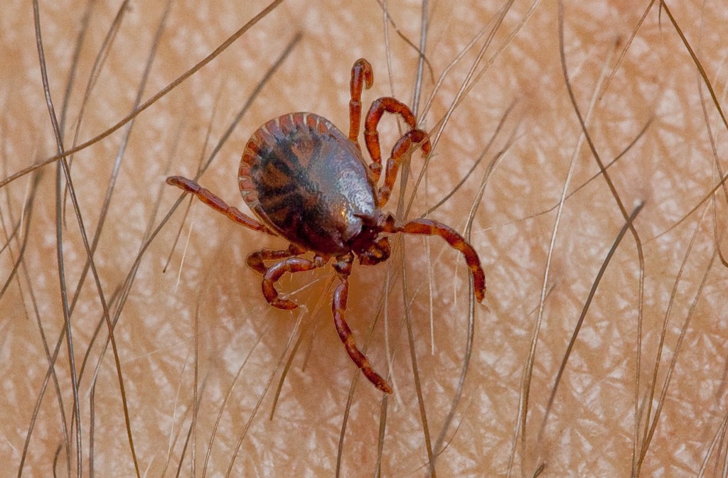 El peligro de las garrapatas en el norte de América preocupa a especialistas