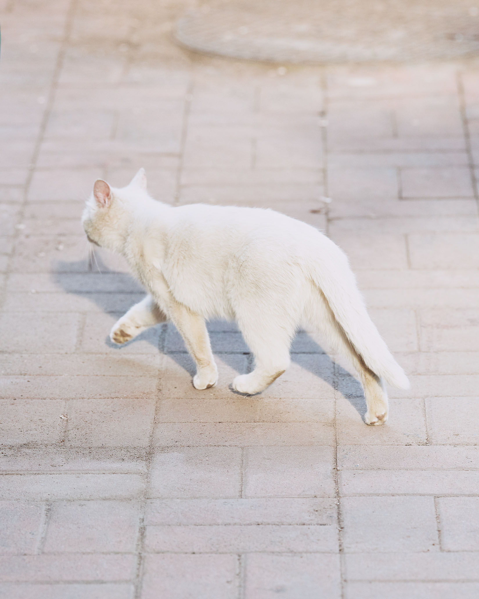 도시,닭장, 현대인, 아파트, 과밀, 고양이, 길냥이