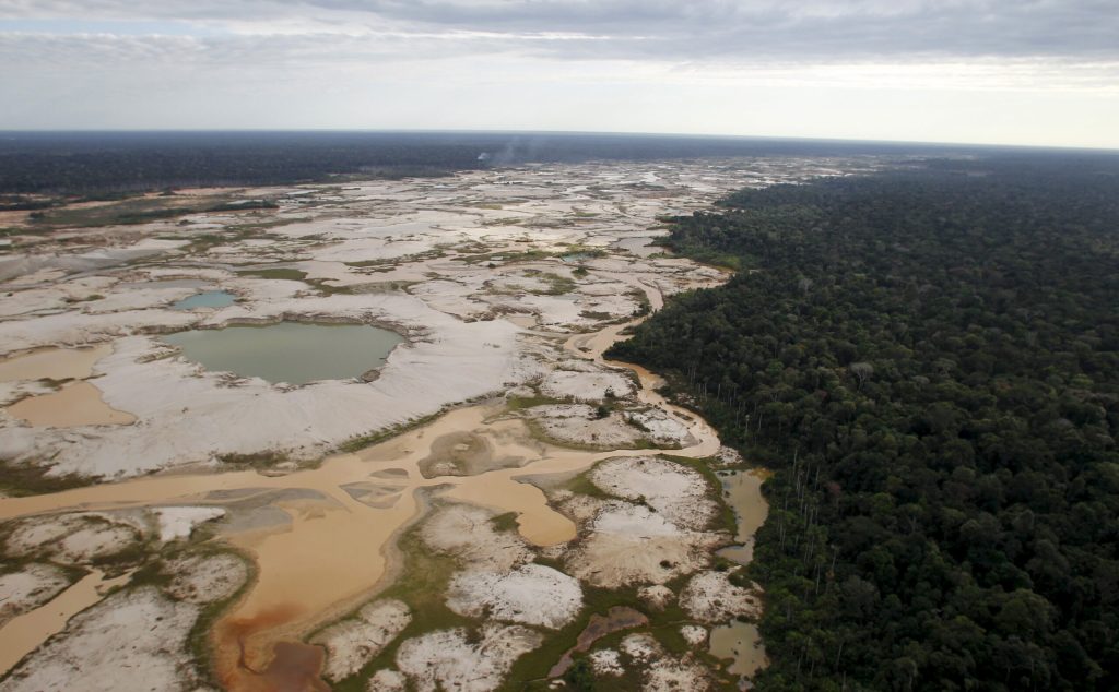 As 381 espécies recém-descobertas na Amazônia podem ser extintas em breve