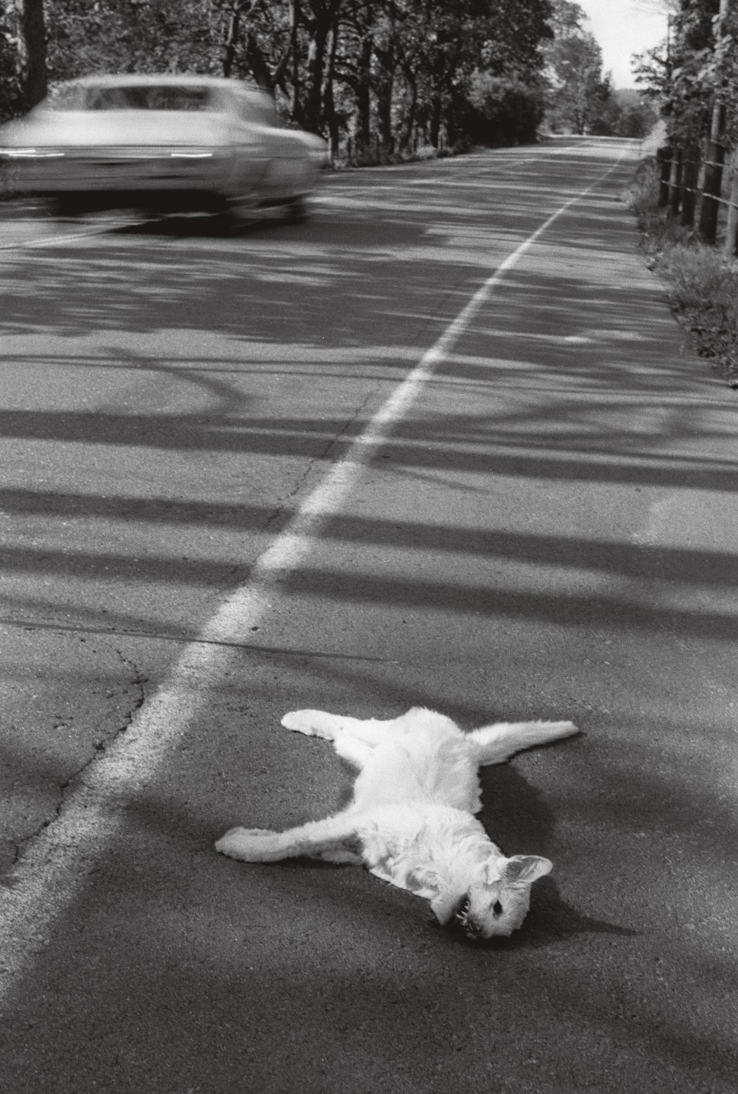 Roger Ballen fotos dead cat