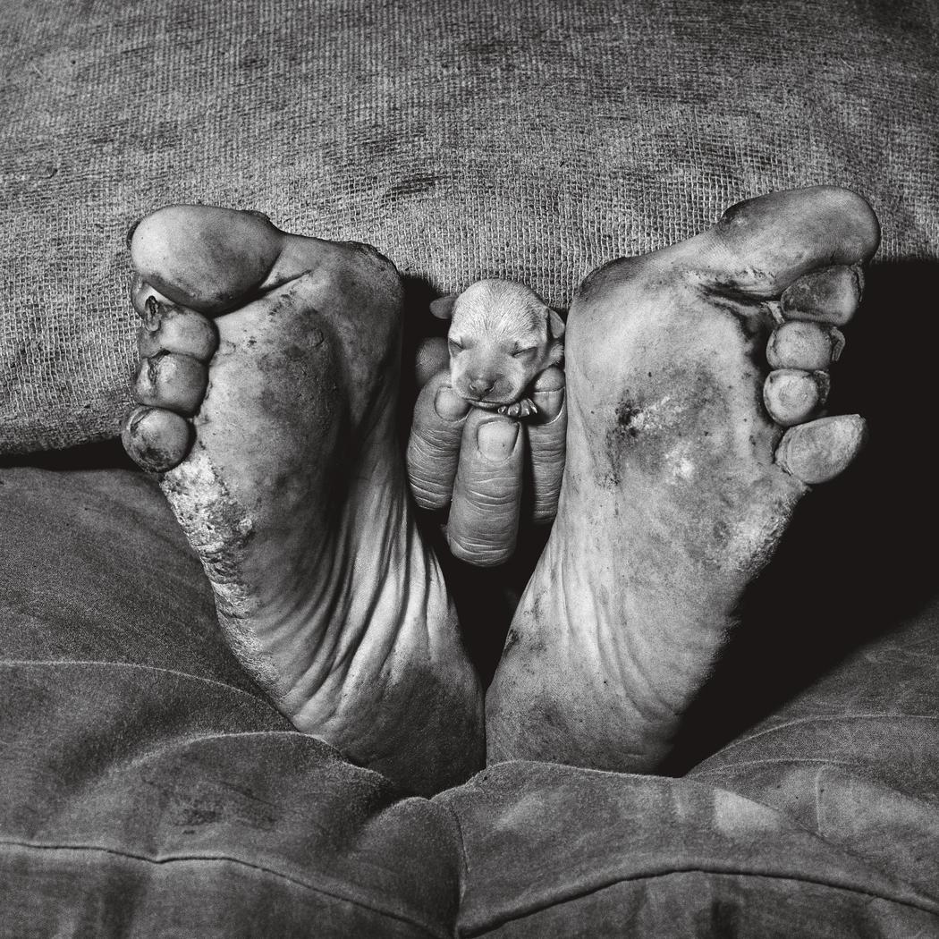 Roger Ballen cachorrito entre pies