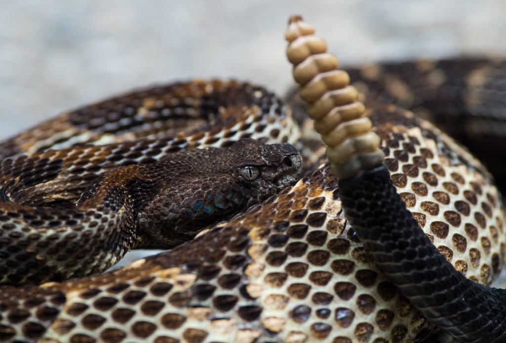 For the Love of Rattlesnakes, Scrub All GPS Data from Your Nature Photos