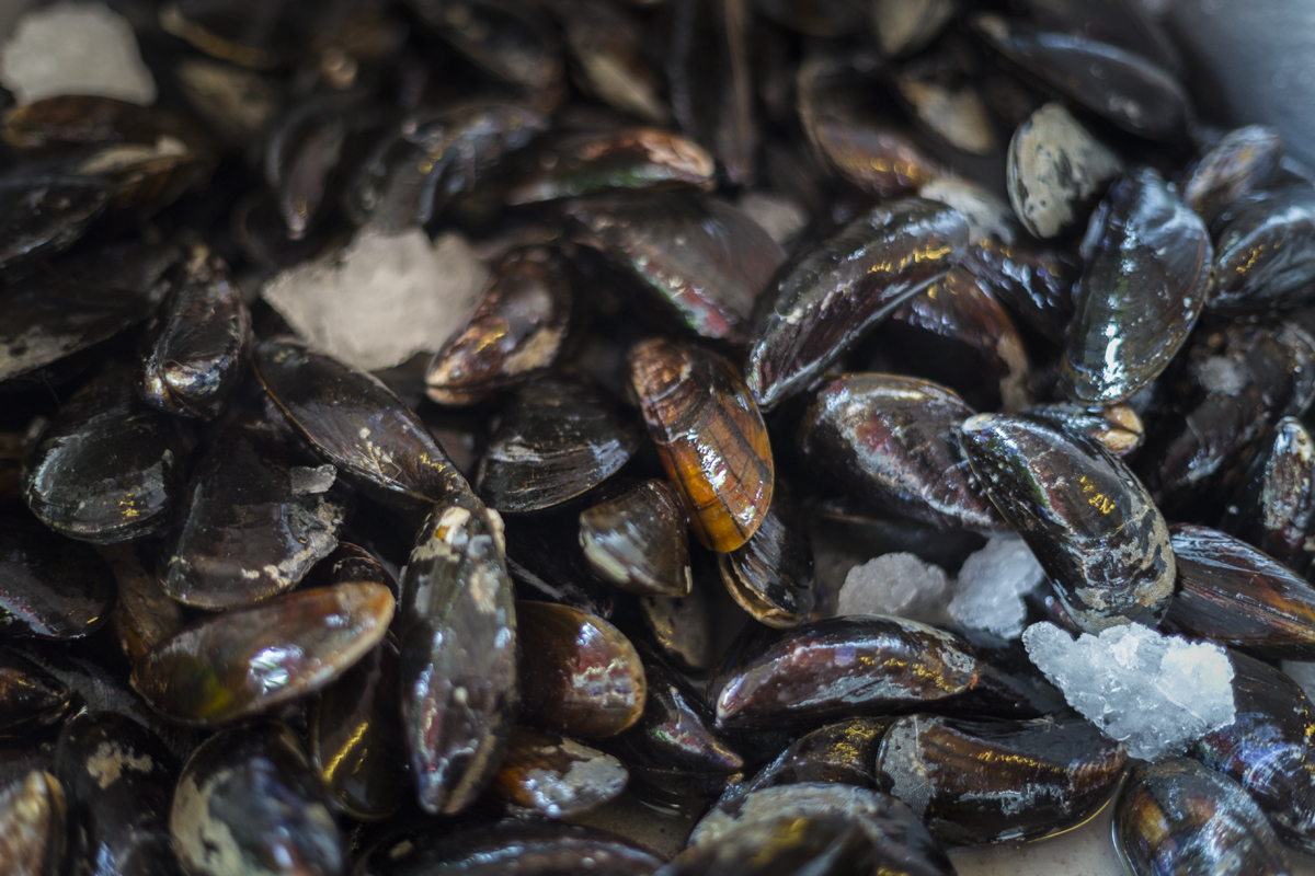 cozze crude