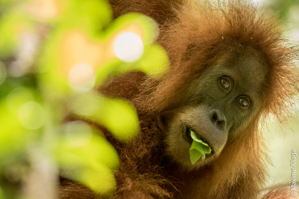 Tapanuli: el nuevo orangután descubierto y en peligro de extinción