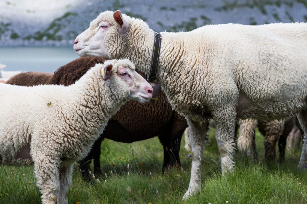 Las ovejas poseen capacidades tan desarrolladas como los humanos