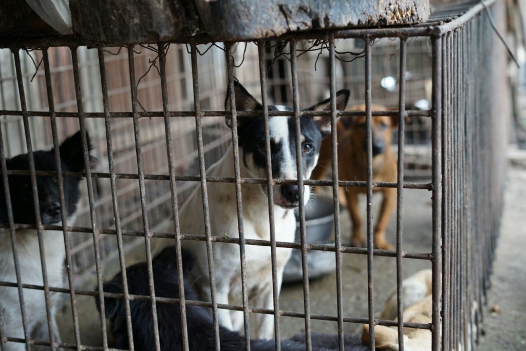 The Uncomfortable Truth Behind Medan’s Dog Meat Trade