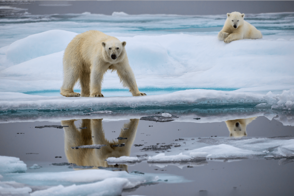 Wie eine selbsternannte Eisbären-Expertin zur liebsten Quelle von Klimaleugnern wurde